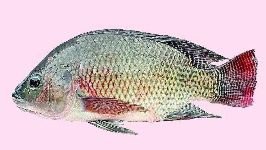 তেলাপিয়া (Oreochromis Mossambicus)