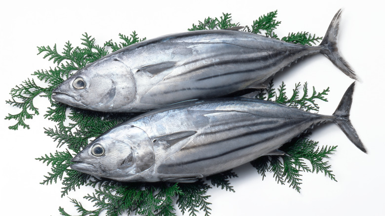 সামুদ্রিক টুনা মাছ- Tuna Fish